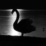 dc108ecb66b56f69462cf694f563d5d50fea7b0f_large