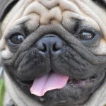 2185445-pug-2660487_1920