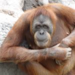 orang_utan_zoo_monkey_ape_primate_nature_orange_brown-930427